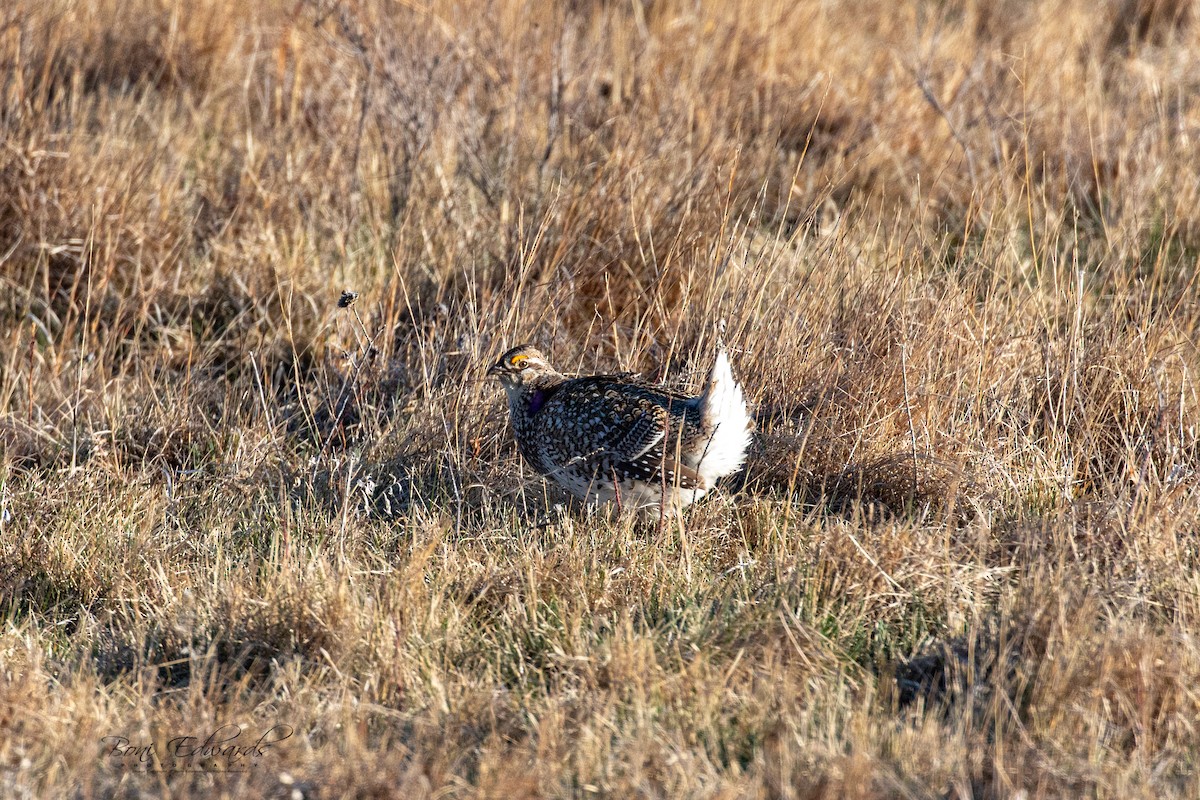 Gallo de las Praderas Rabudo - ML228151541