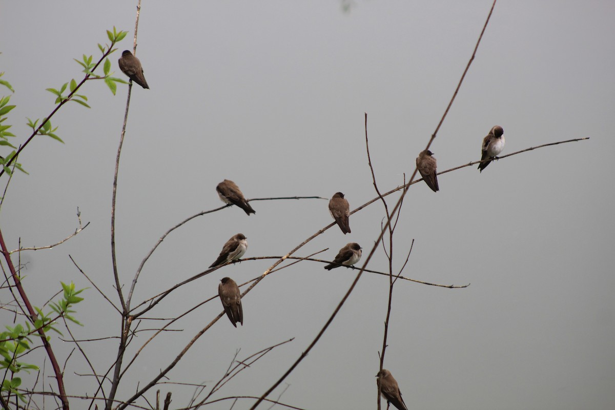 Northern Rough-winged Swallow - ML228151581