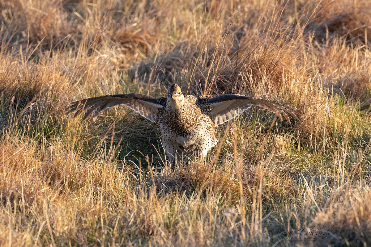 Sharp-tailed Grouse - ML228151601