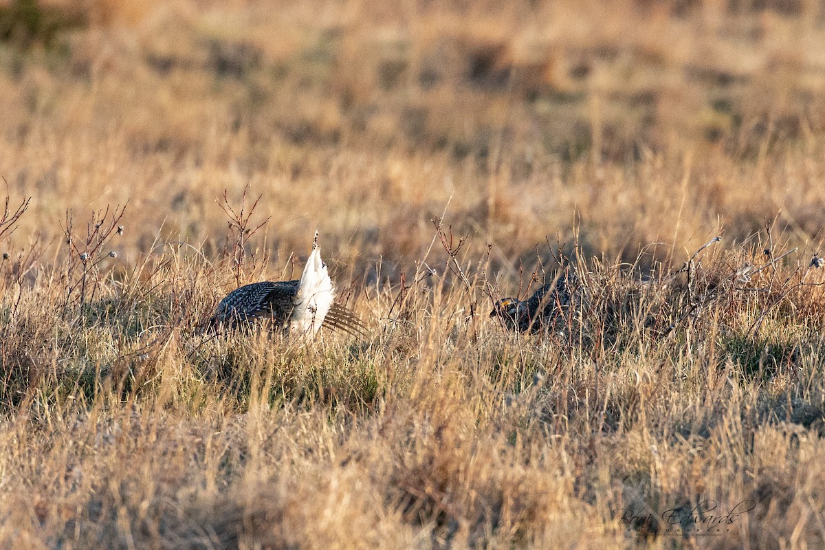 Sharp-tailed Grouse - ML228151621