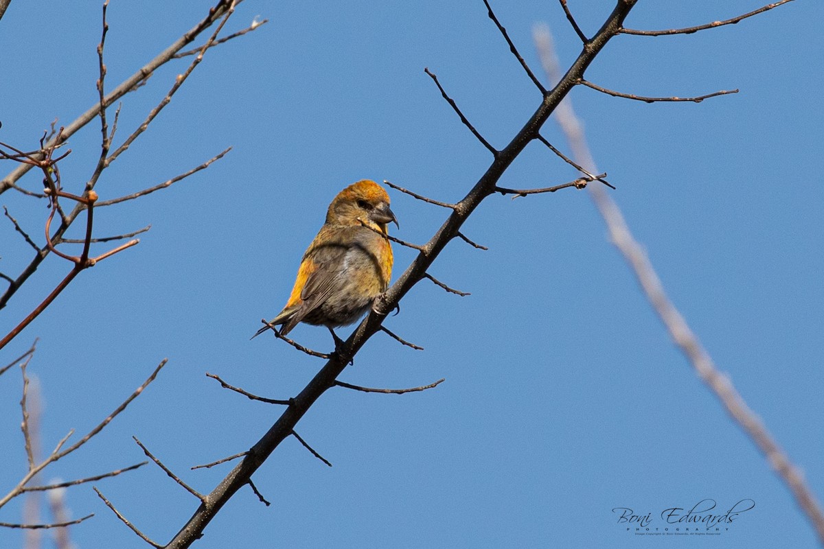 Red Crossbill - ML228152621