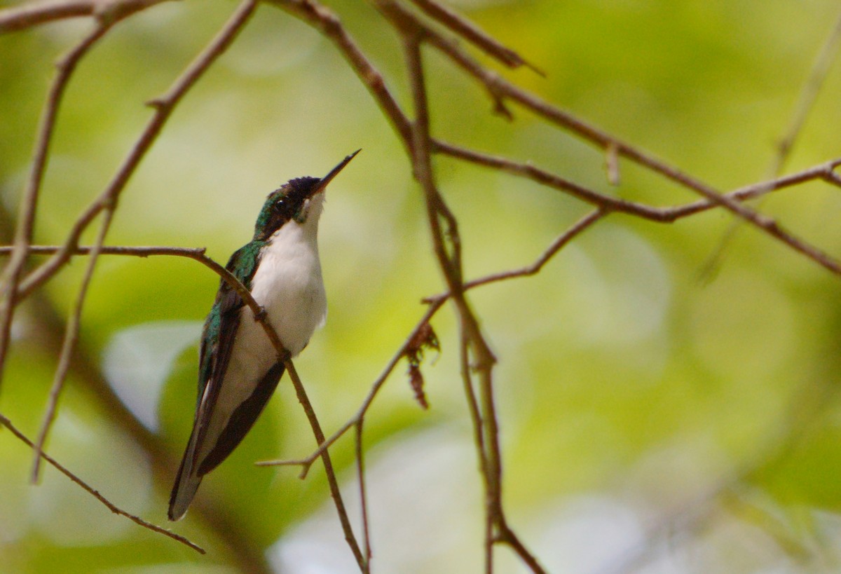 Purpurkron-Schmuckkolibri - ML228153981