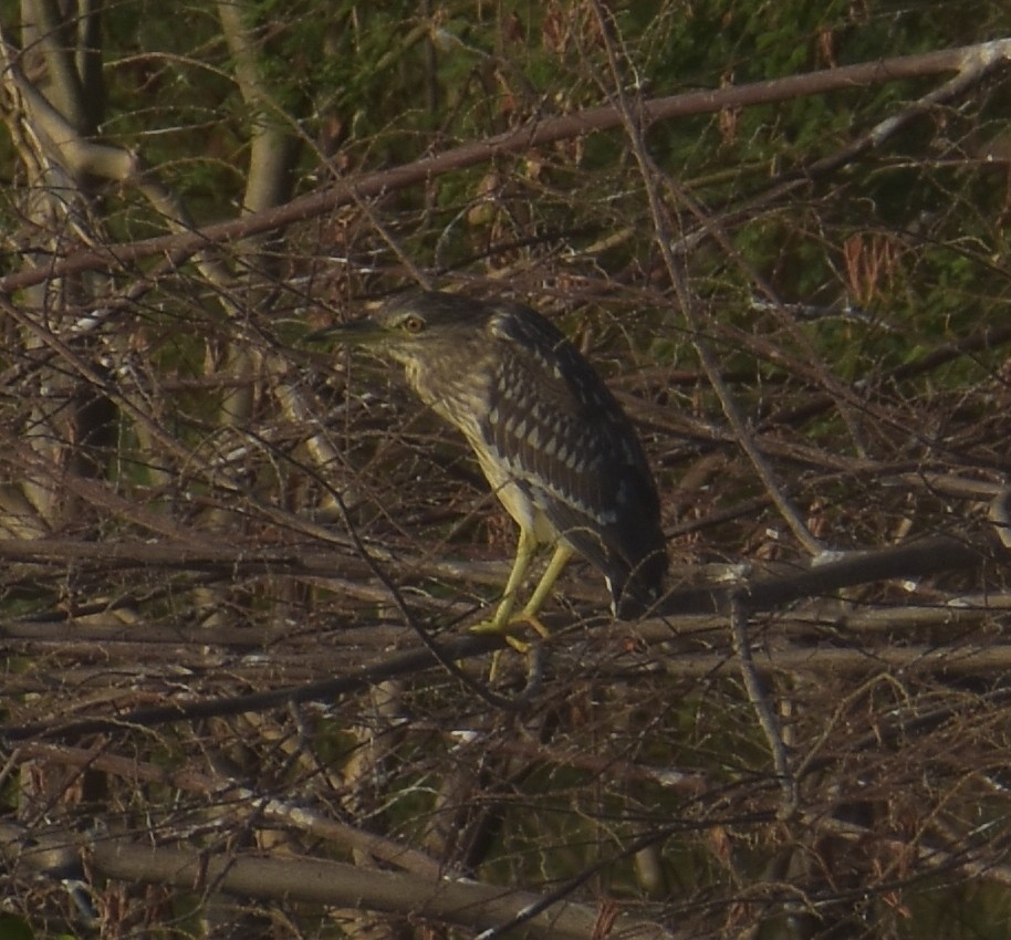 Black-crowned Night Heron - ML228156711