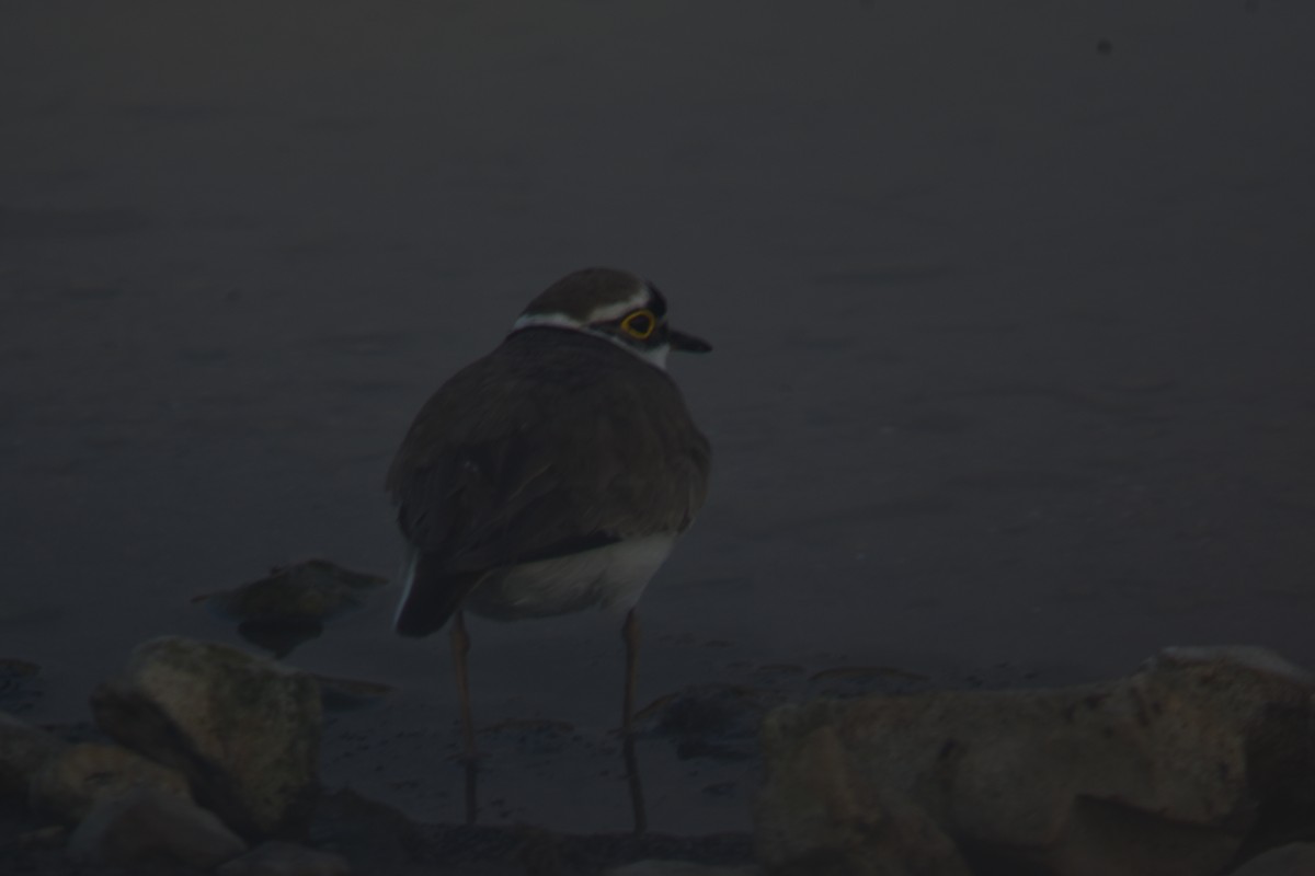 Little Ringed Plover - ML228157341