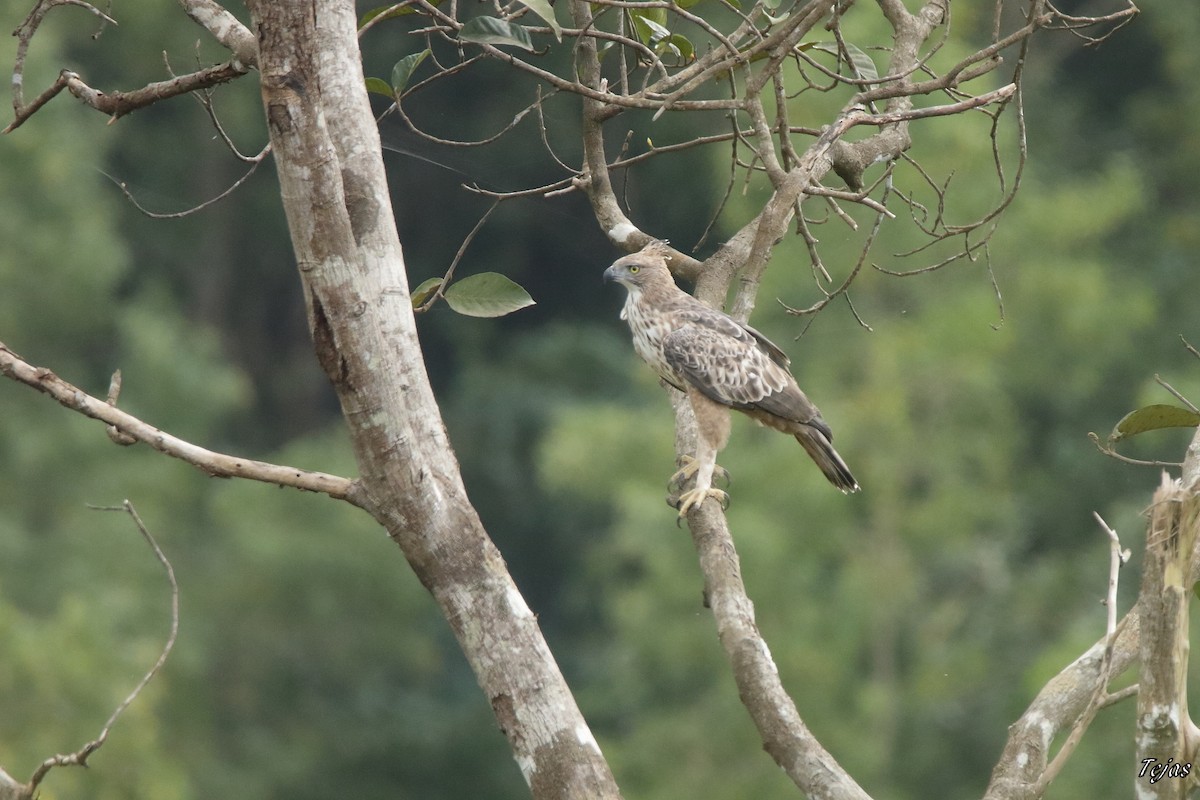 Changeable Hawk-Eagle - ML228159001