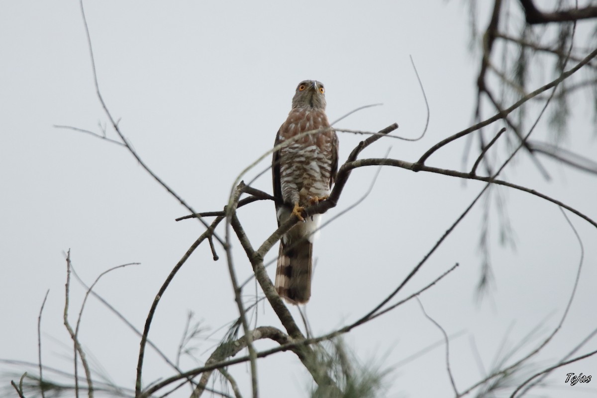 Crested Goshawk - tejas k rao