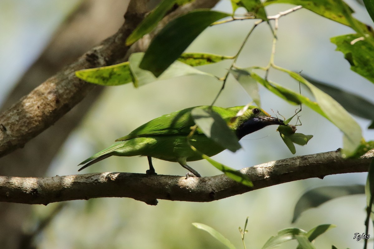 Golden-fronted Leafbird - ML228159091