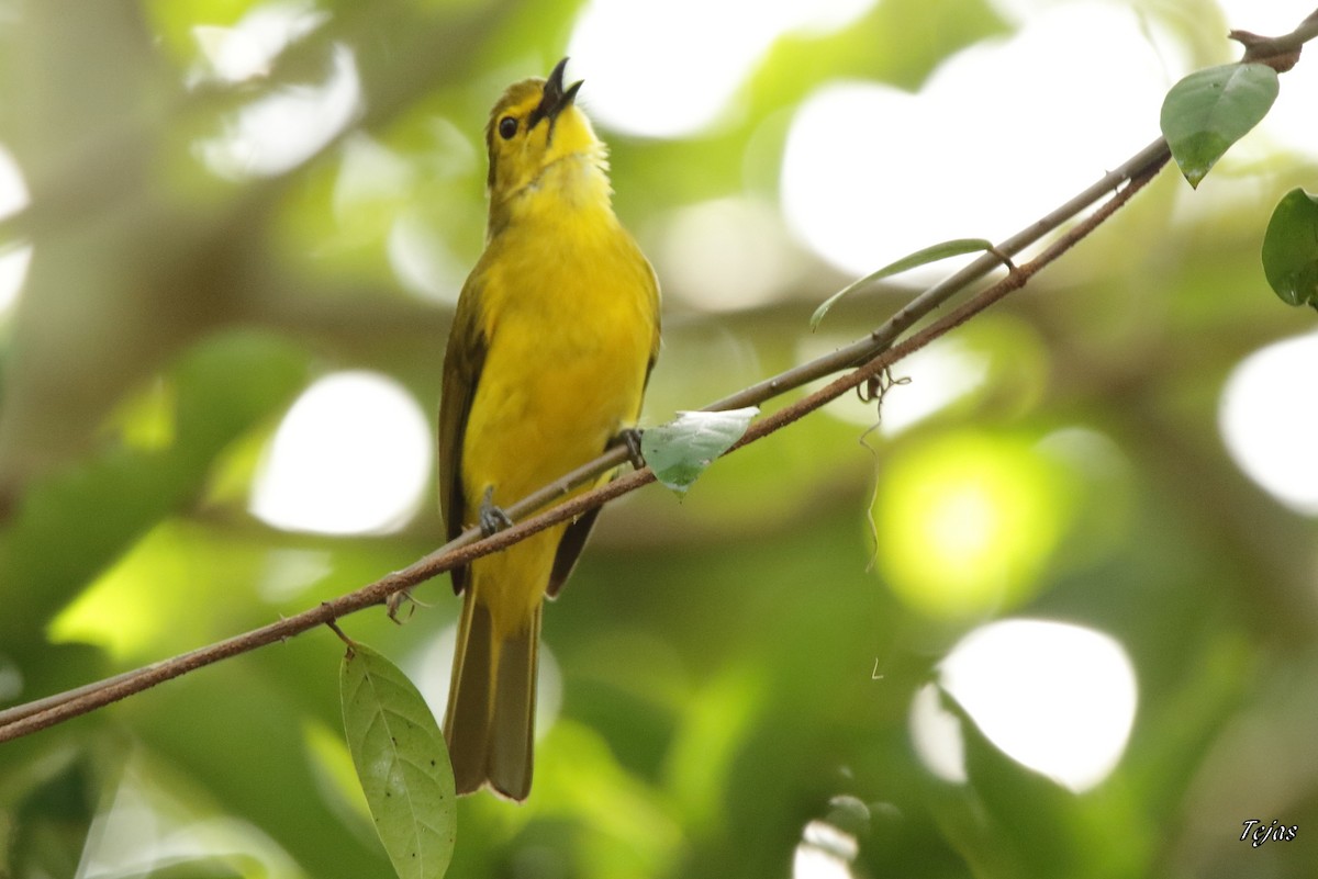 Yellow-browed Bulbul - tejas k rao