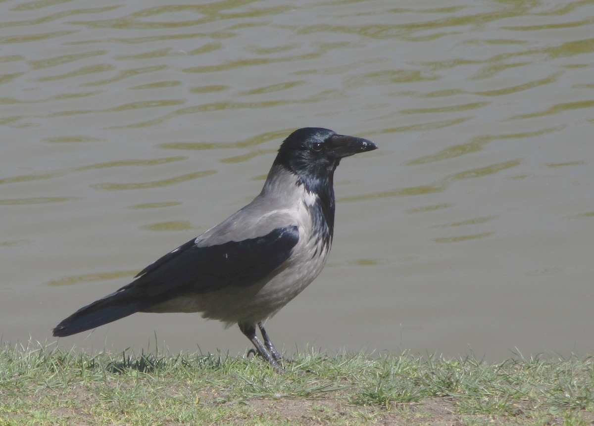Hooded Crow - ML228159321