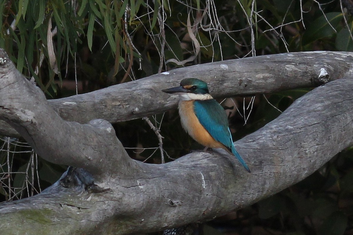 Sacred Kingfisher - ML228160101