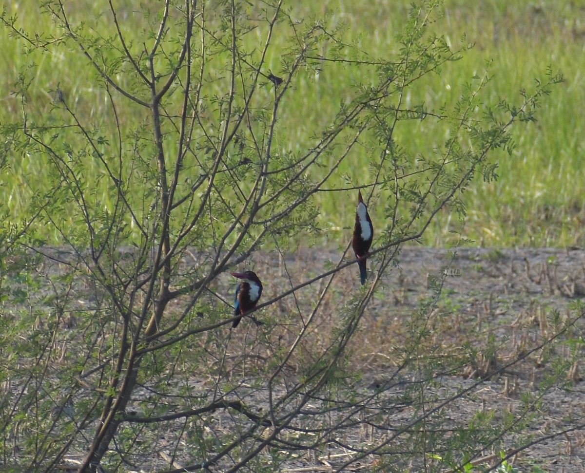 White-throated Kingfisher - ML228160121