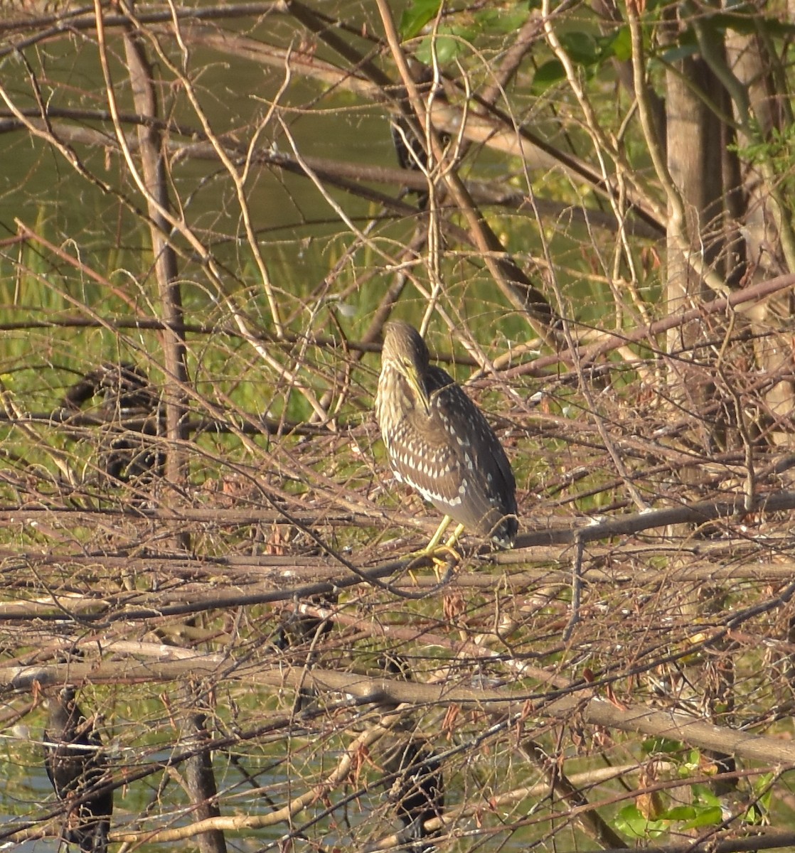 Black-crowned Night Heron - ML228160181