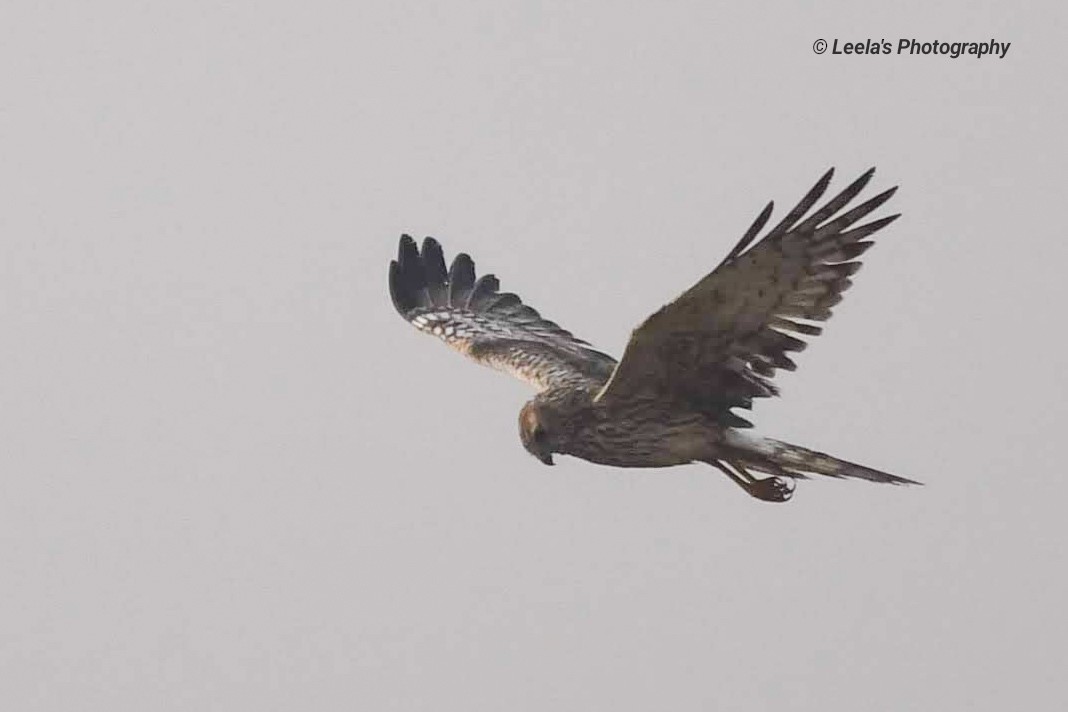 Pied Harrier - ML228160601