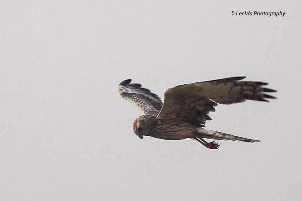 Pied Harrier - ML228160641