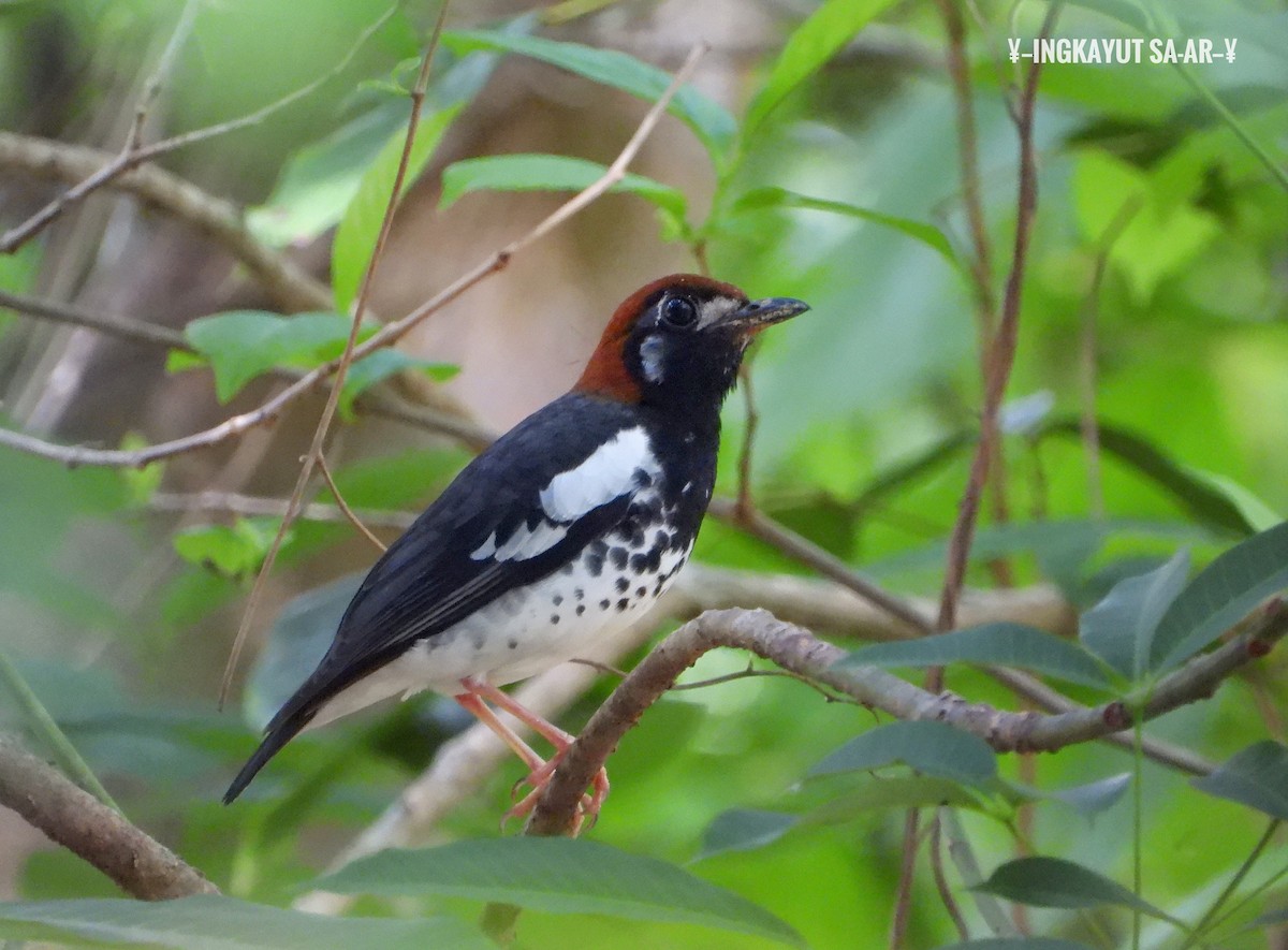 Chestnut-capped Thrush - Ingkayut Sa-ar