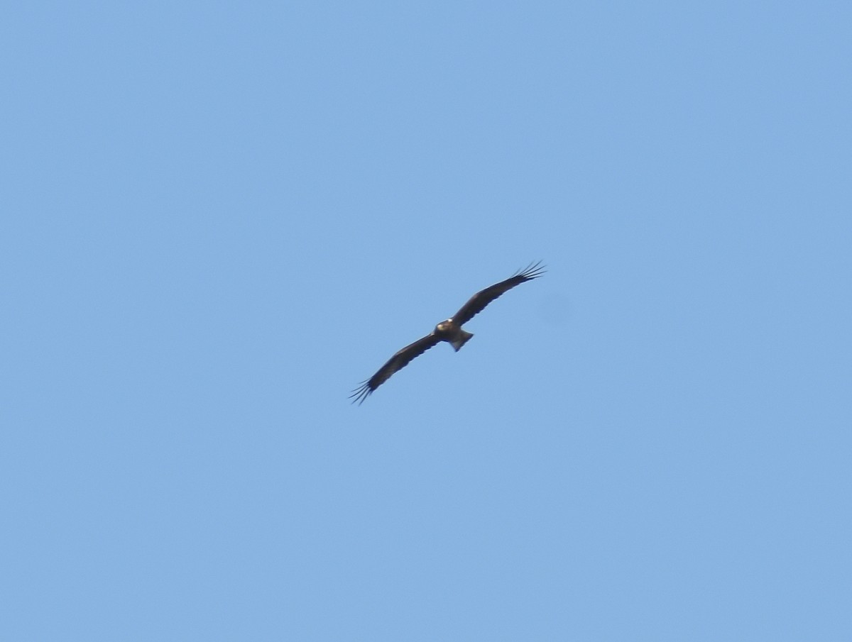 Booted Eagle - ML228160881