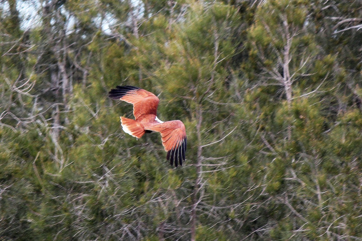 Brahminy Kite - ML228161581