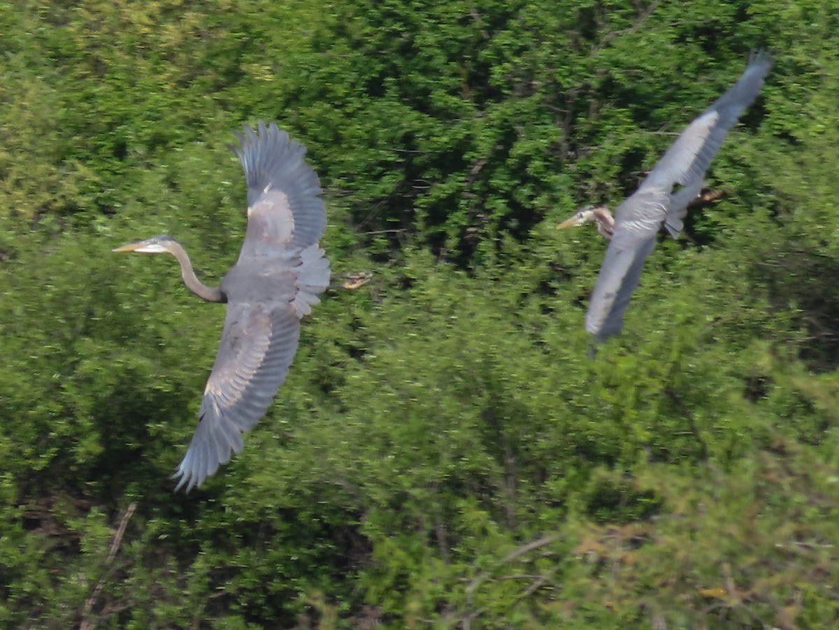 Great Blue Heron - Barry Langdon-Lassagne