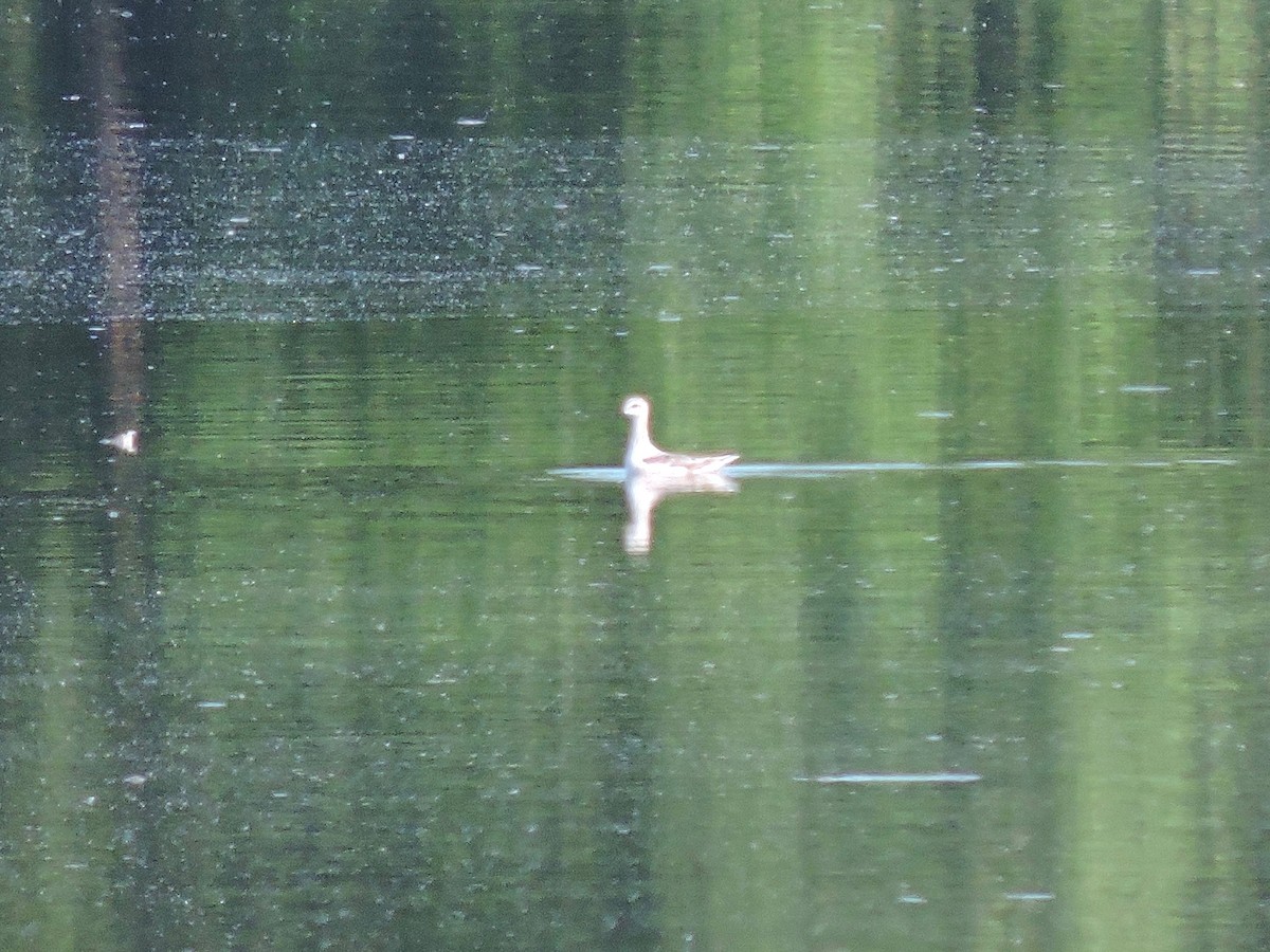 Phalarope de Wilson - ML228163581