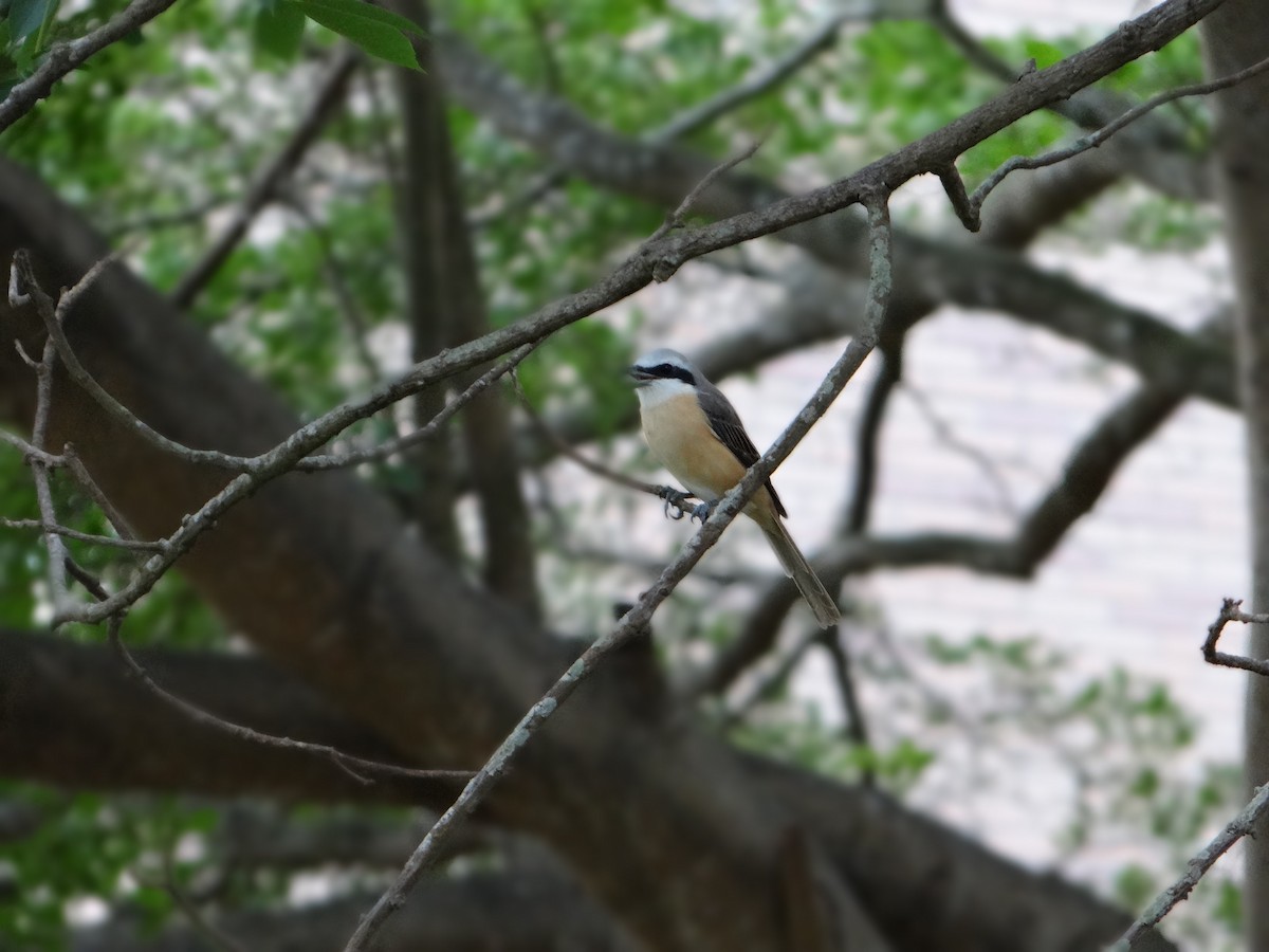 Long-tailed Shrike - ML228164531