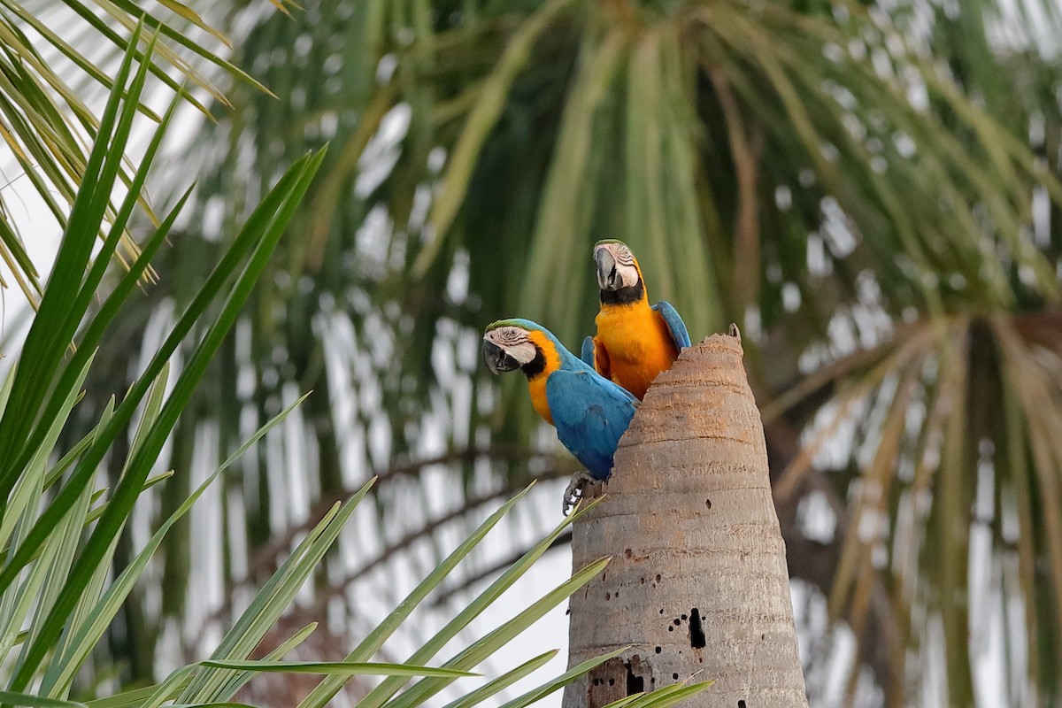 Blue-and-yellow Macaw - ML228166471