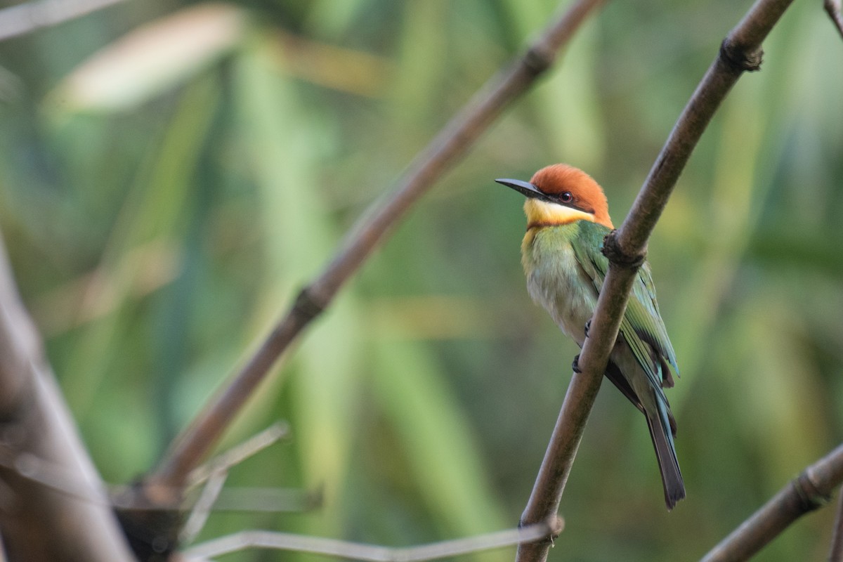 Chestnut-headed Bee-eater - Ian Hearn