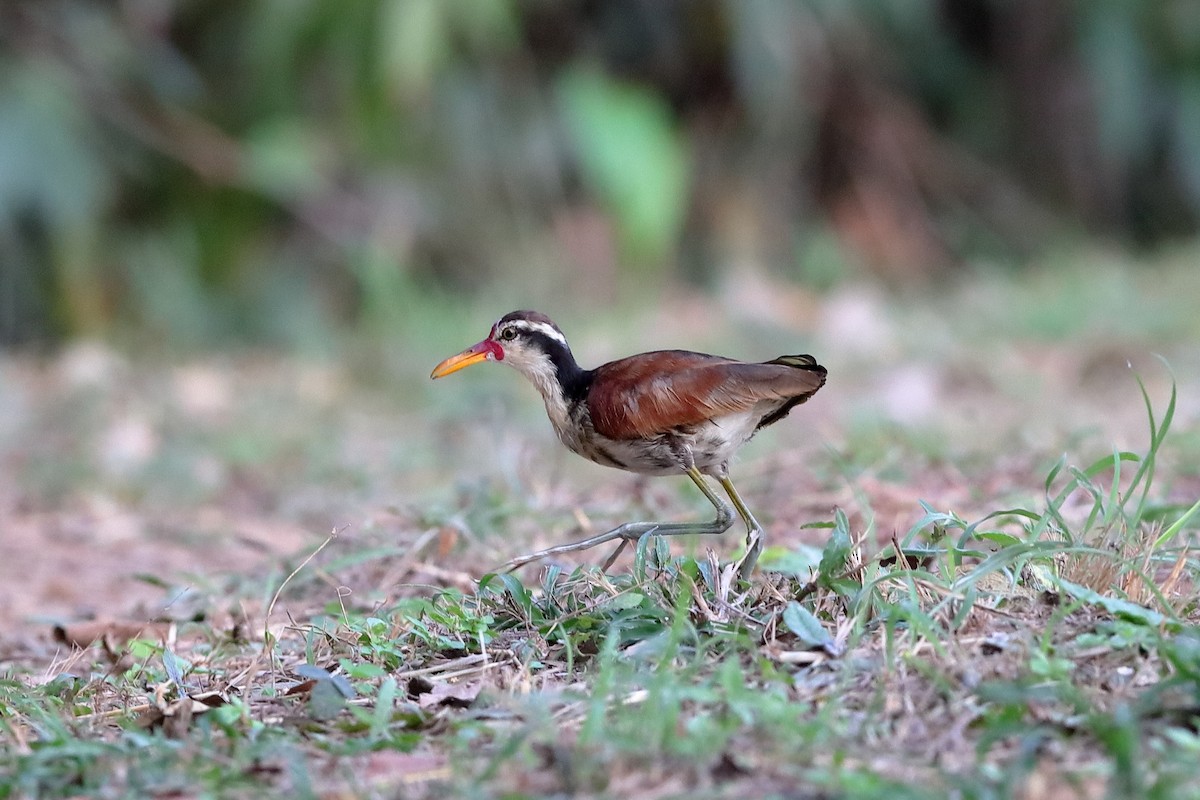 Wattled Jacana - ML228166561