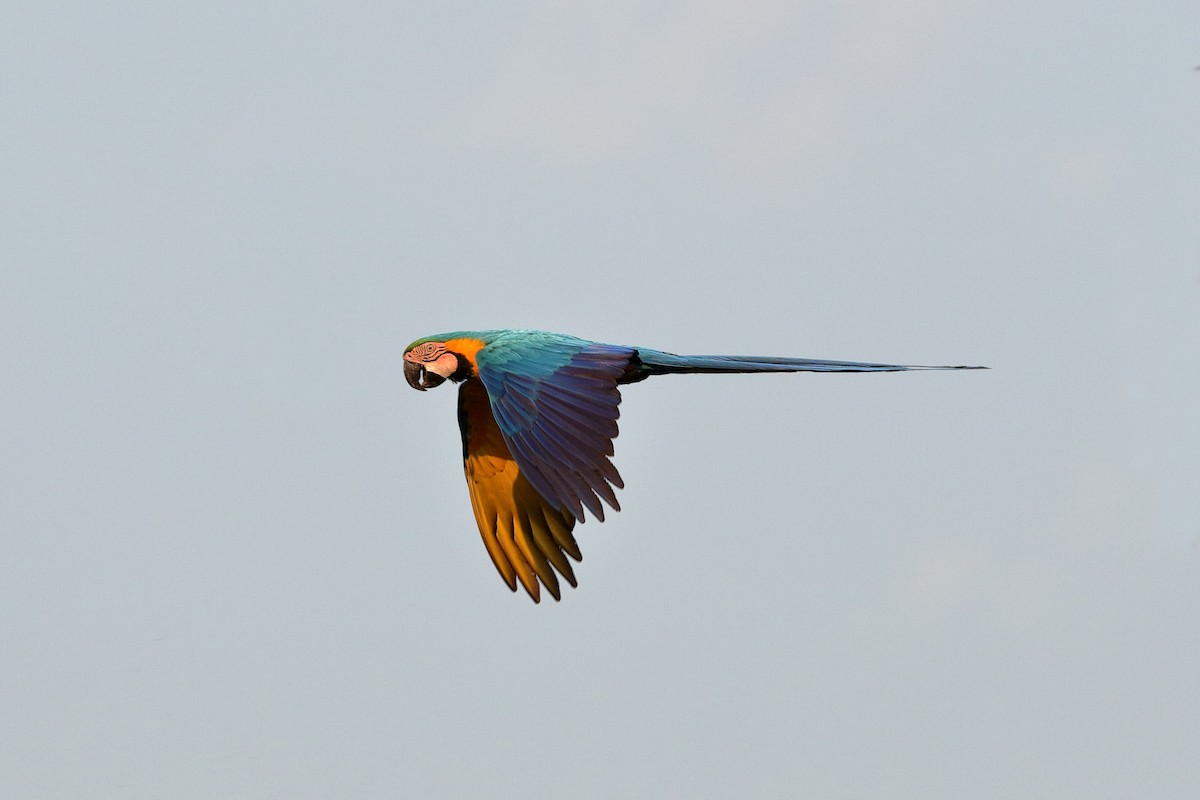 Blue-and-yellow Macaw - Holger Teichmann