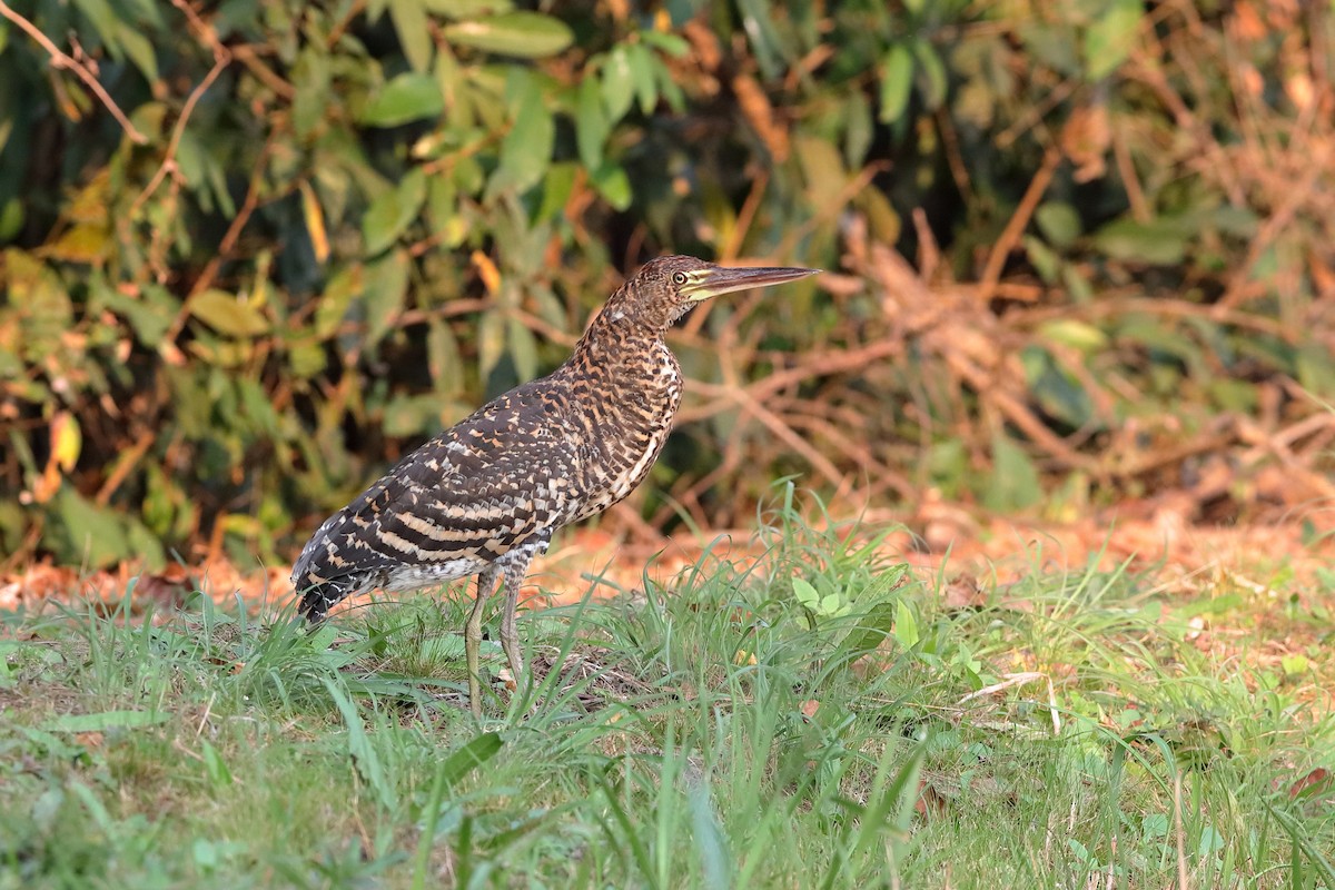 Rufescent Tiger-Heron - ML228166651