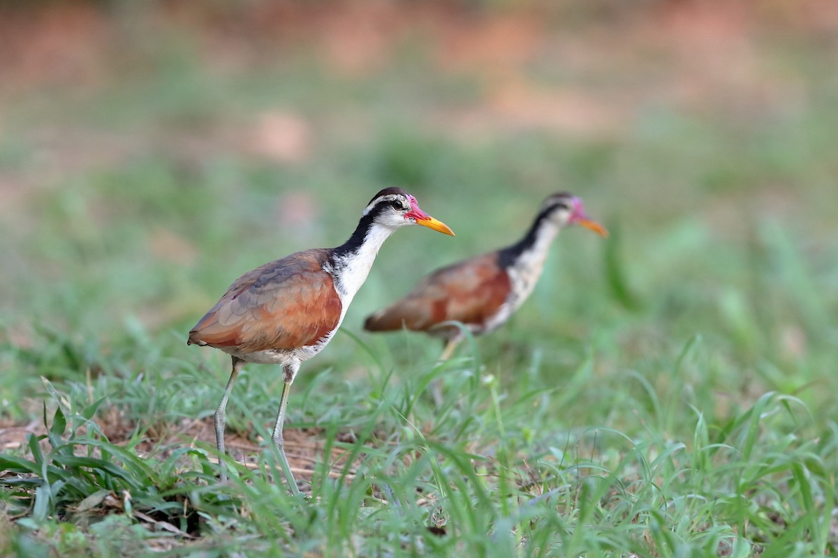 Wattled Jacana - ML228168311