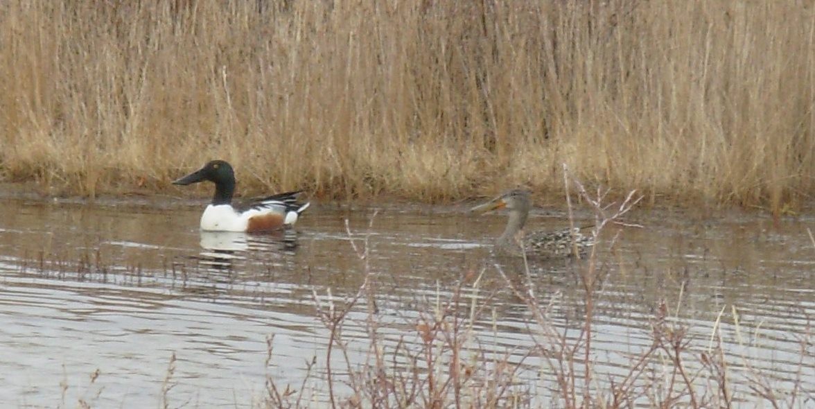 Northern Shoveler - ML22816871