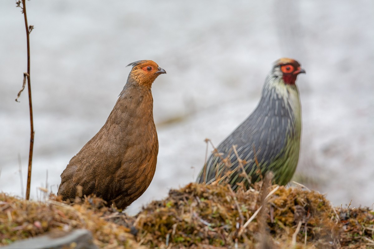 Blood Pheasant - ML228169321