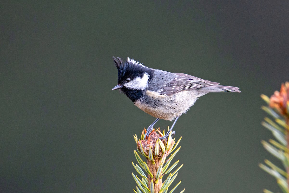 Coal Tit (Himalayan) - Aseem Kothiala