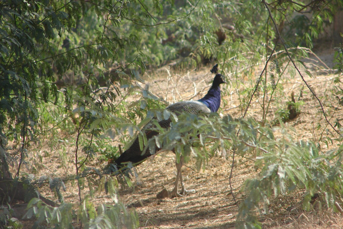 Indian Peafowl - ML228170481