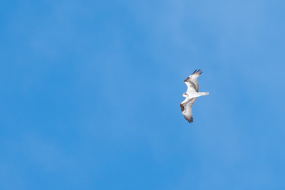 Águila Pescadora - ML228170621