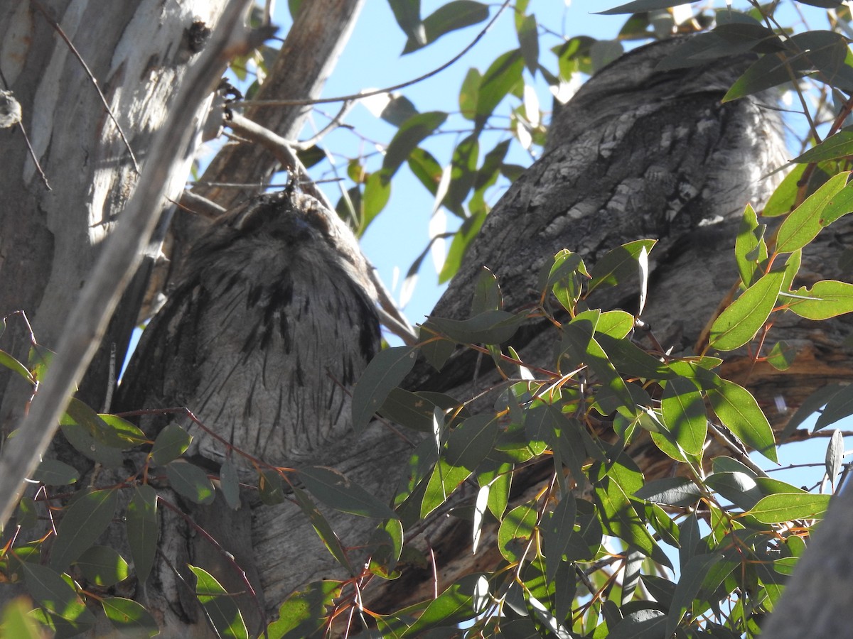 Tawny Frogmouth - ML228173251