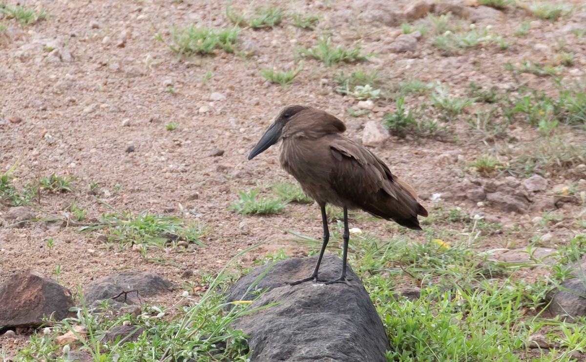 Hamerkop - ML228174181