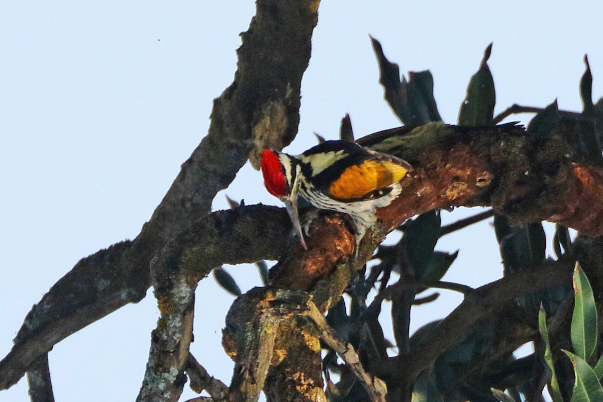 White-naped Woodpecker - ML228175301