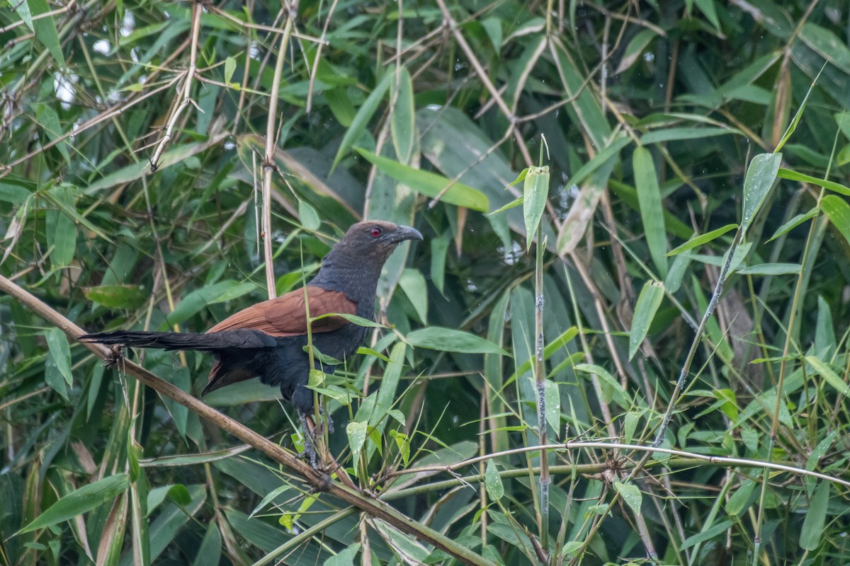 Greater Coucal - ML228175841