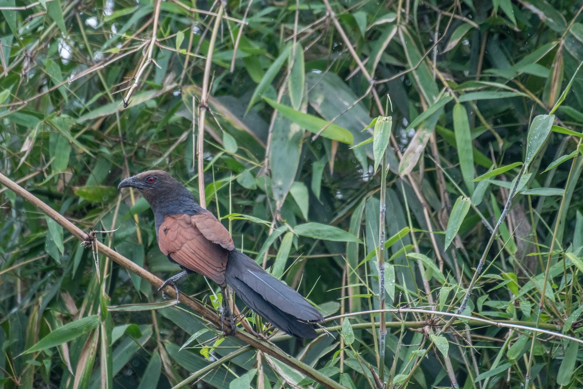 Greater Coucal - ML228175861