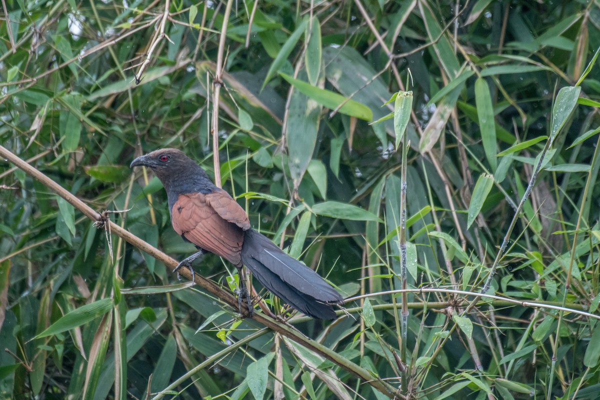 Grand Coucal - ML228175881