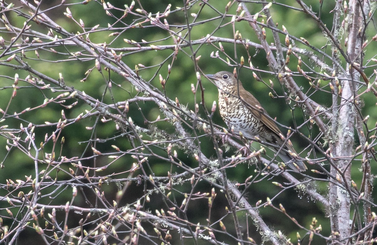 Sichuan Thrush - ML228176001