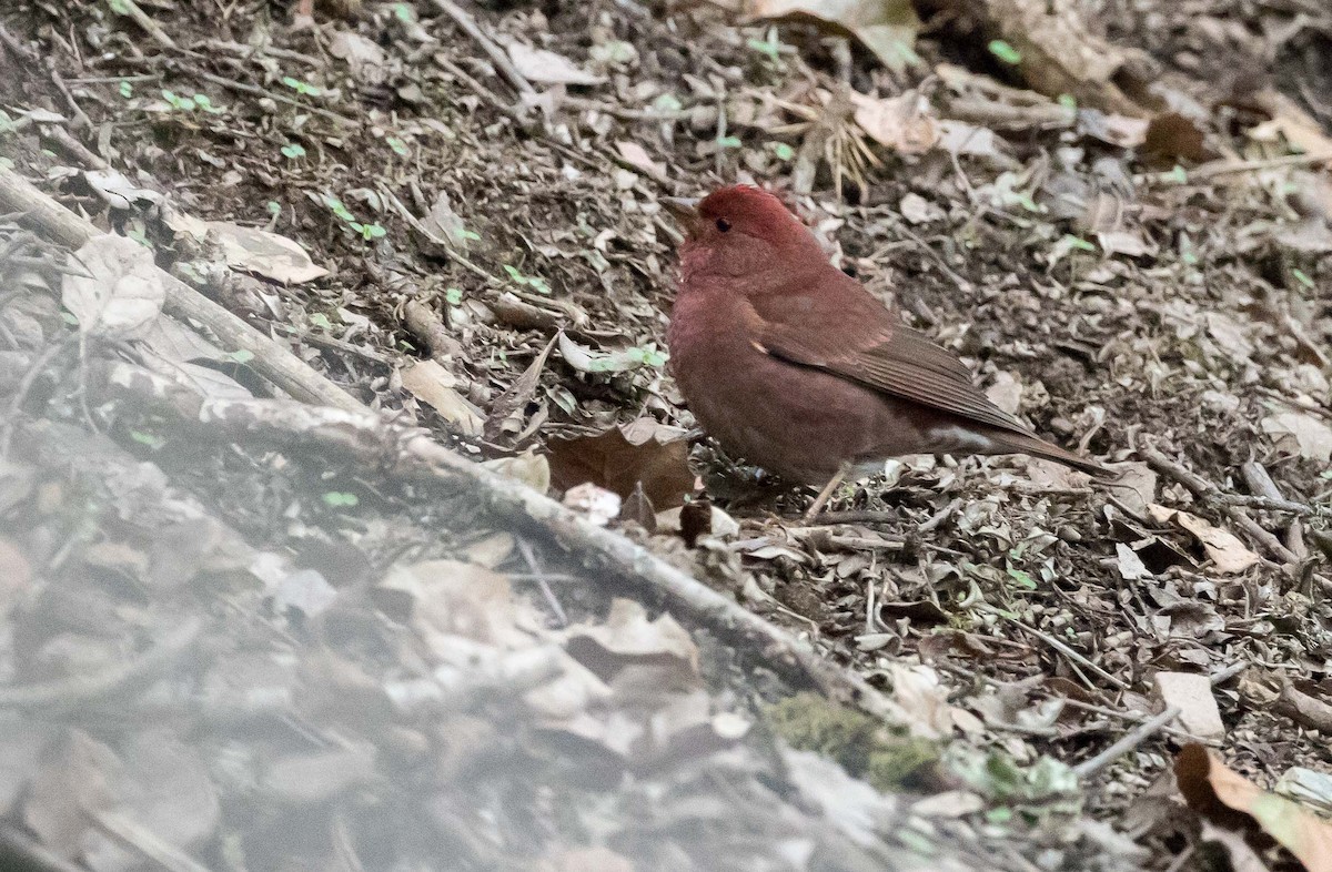 Blanford's Rosefinch - Tom Bedford