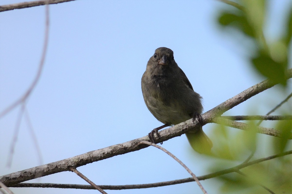 Black-faced Grassquit - ML228176151