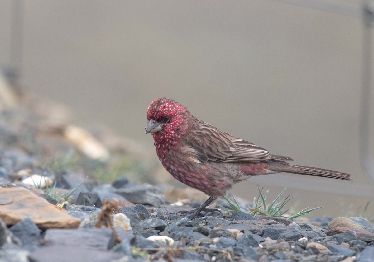 Streaked Rosefinch - Tom Bedford