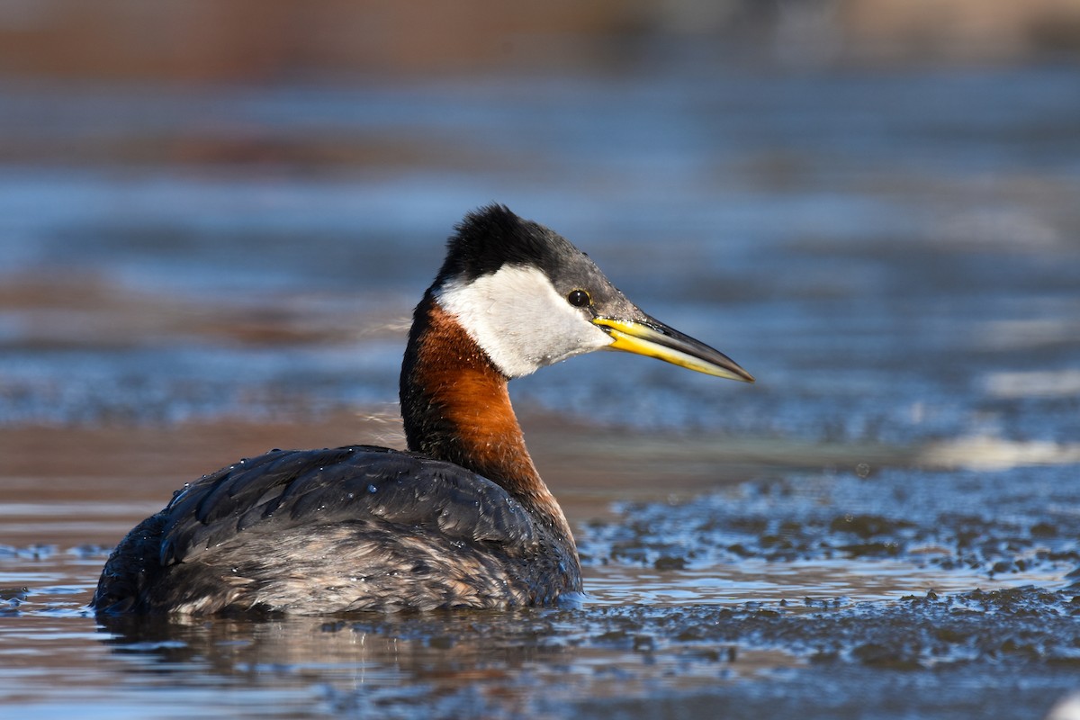 Red-necked Grebe - ML228176811