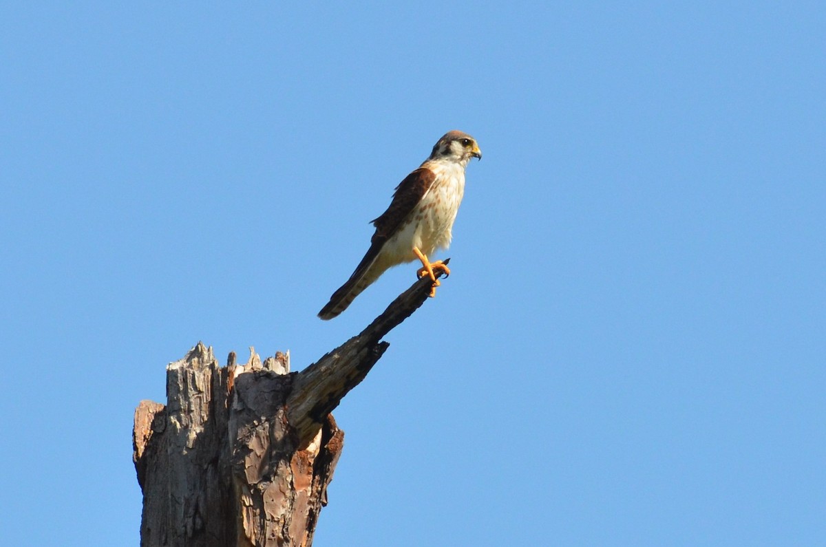 American Kestrel - ML228177021