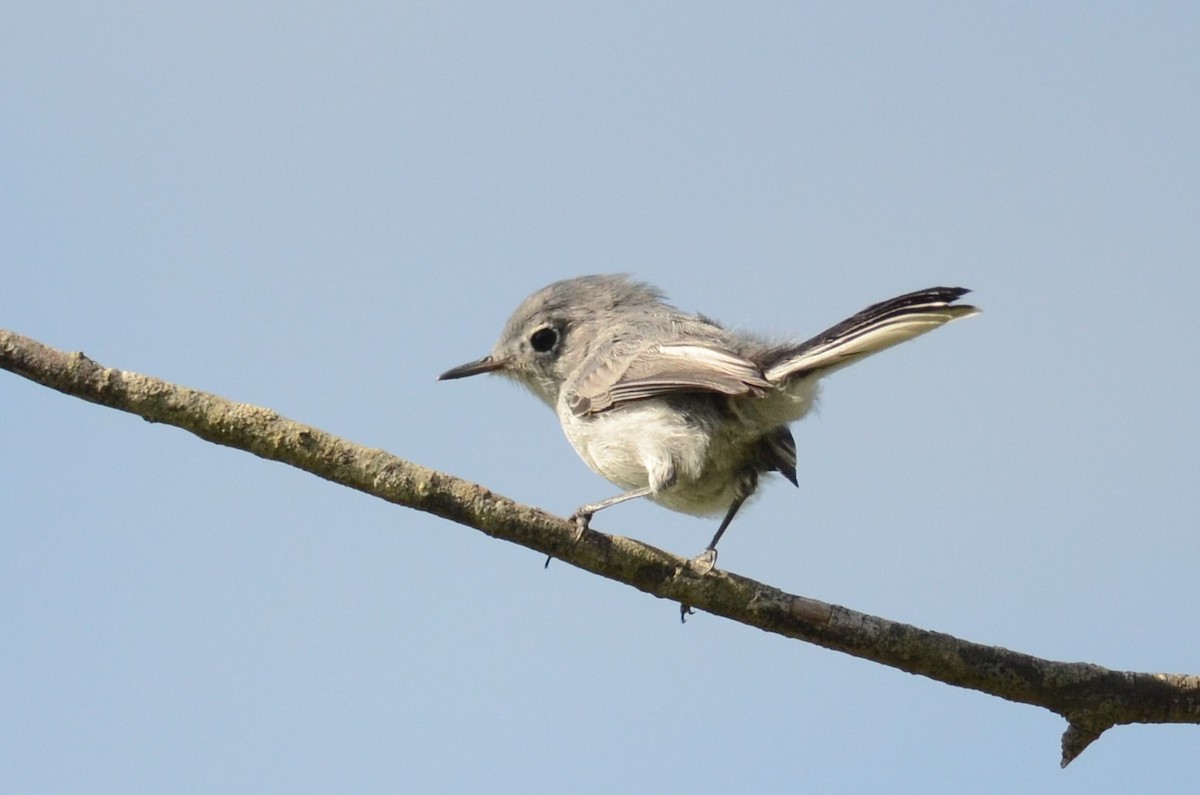 Blue-gray Gnatcatcher - ML228177071