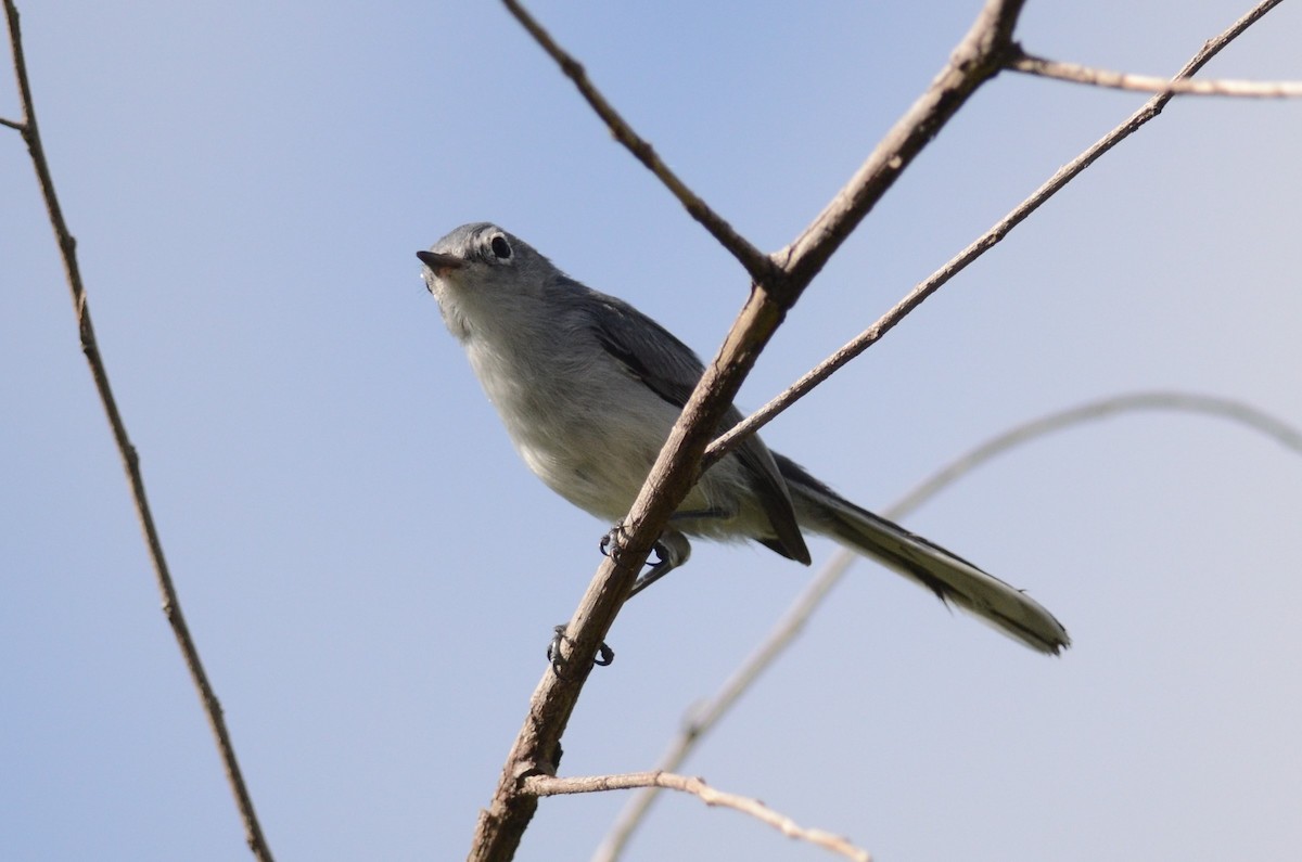 Blue-gray Gnatcatcher - ML228177131