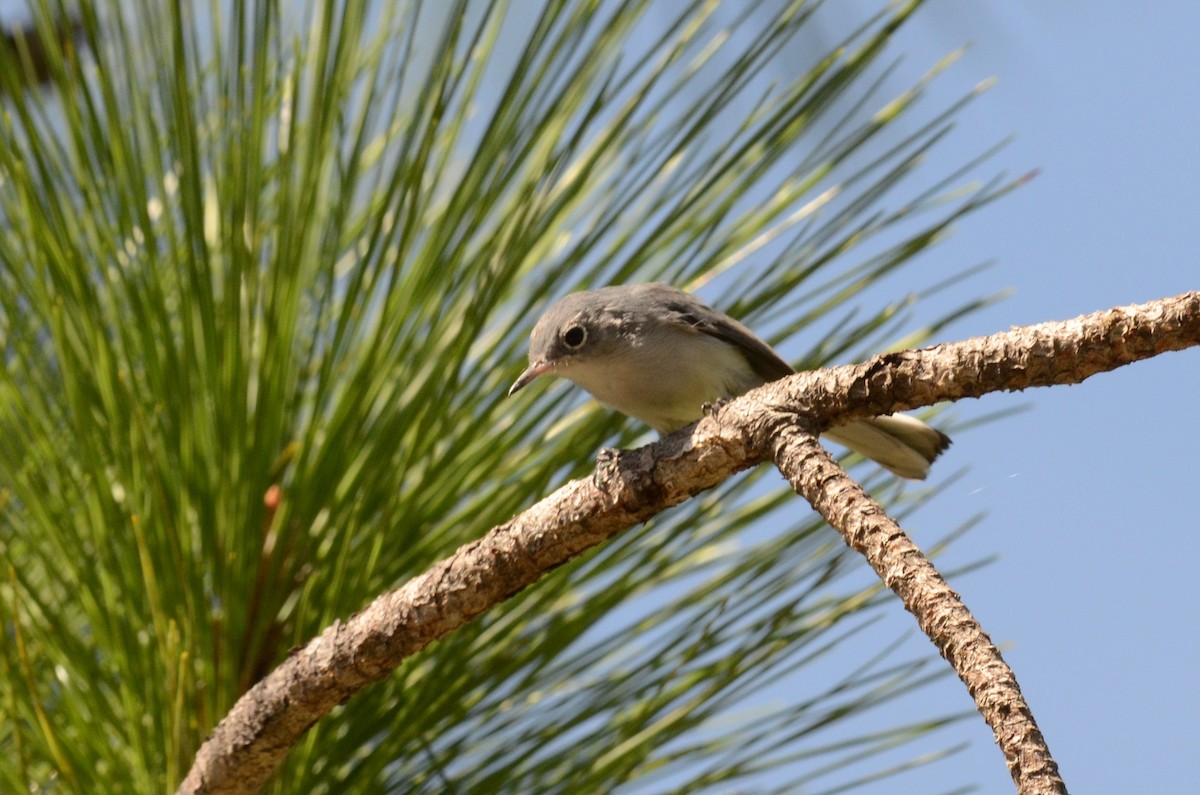 Blue-gray Gnatcatcher - ML228177151